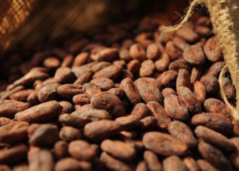 La culture du cacao met les forêts K.-O.