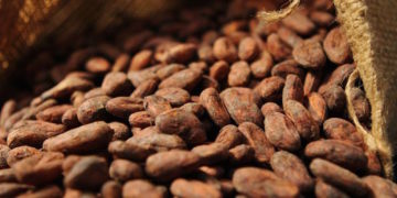 La culture du cacao met les forêts K.-O.