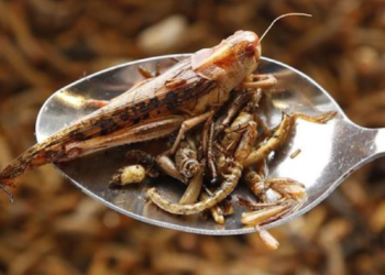 Les insectes, une solution durable pour assurer la sécurité alimentaire de l’humanité ?