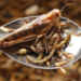 Les insectes, une solution durable pour assurer la sécurité alimentaire de l’humanité ?