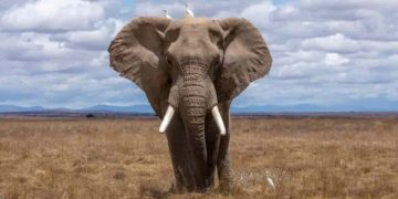 En Côte d’Ivoire et en Afrique, les éléphants de plus en plus menacés d’extinction