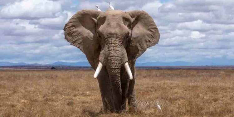 En Côte d’Ivoire et en Afrique, les éléphants de plus en plus menacés d’extinction