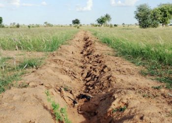 La Grande muraille verte, vecteur de développement durable au Sahel