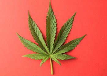 Le Maroc légalise le cannabis thérapeutique : ce qui va changer