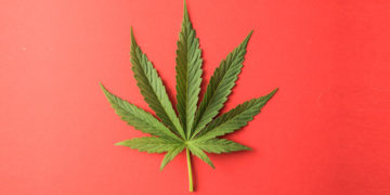 Le Maroc légalise le cannabis thérapeutique : ce qui va changer