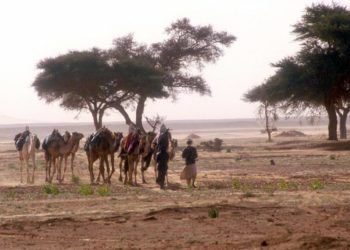 Des milliards d’arbres cartographiés dans le désert grâce à des satellites