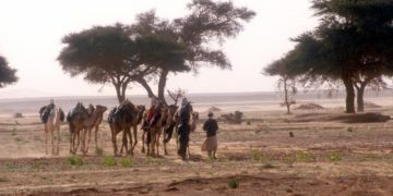 Des milliards d’arbres cartographiés dans le désert grâce à des satellites