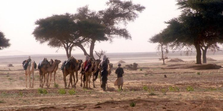 Des milliards d’arbres cartographiés dans le désert grâce à des satellites