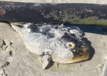 Au Cap, le mystère des poissons venimeux échoués