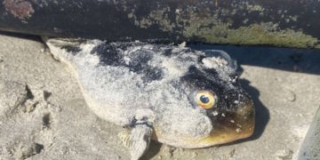 Au Cap, le mystère des poissons venimeux échoués