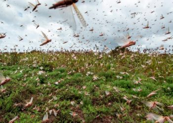 Namibie : Les criquets rouges ne font pas dans la dentelle