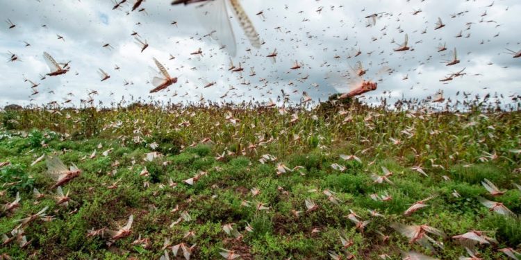 Namibie : Les criquets rouges ne font pas dans la dentelle