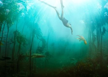 Afrique du Sud : « La sagesse de la pieuvre » sacré meilleur documentaire