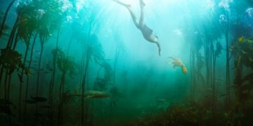 Afrique du Sud : « La sagesse de la pieuvre » sacré meilleur documentaire