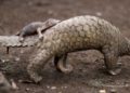 Le pangolin, l’animal le plus braconné en Afrique