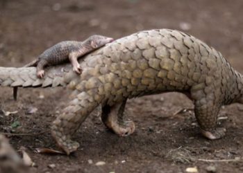 Le pangolin, l’animal le plus braconné en Afrique