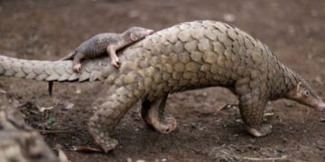 Le pangolin, l’animal le plus braconné en Afrique