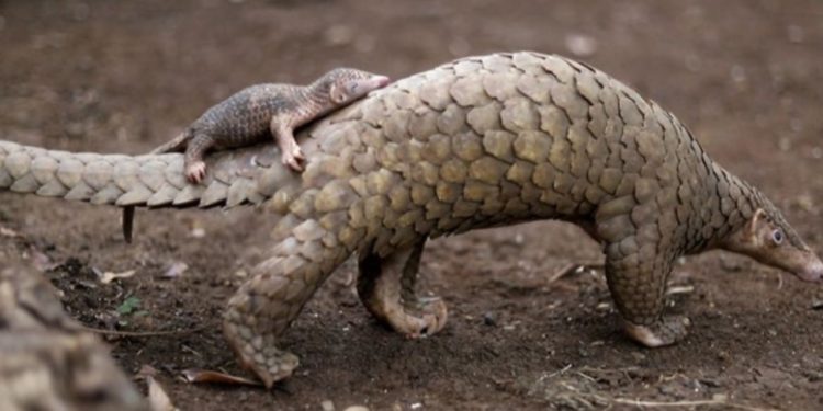 Le pangolin, l’animal le plus braconné en Afrique