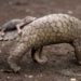 Le pangolin, l’animal le plus braconné en Afrique