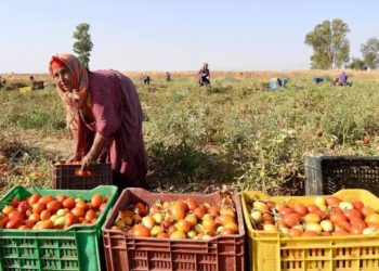 Tunisie : Le néocolonialisme agricole européen, servi au cyanure