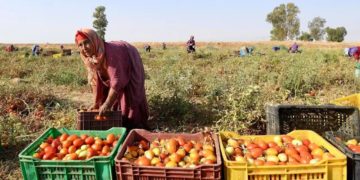 Tunisie : Le néocolonialisme agricole européen, servi au cyanure
