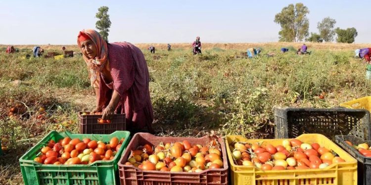 Tunisie : Le néocolonialisme agricole européen, servi au cyanure