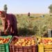 Tunisie : Le néocolonialisme agricole européen, servi au cyanure