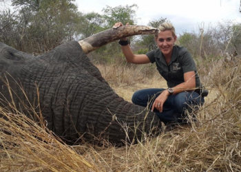 Zimbabwe : deux fois plus d’abattages d’éléphants en 2021