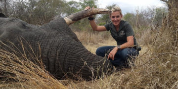 Zimbabwe : deux fois plus d’abattages d’éléphants en 2021