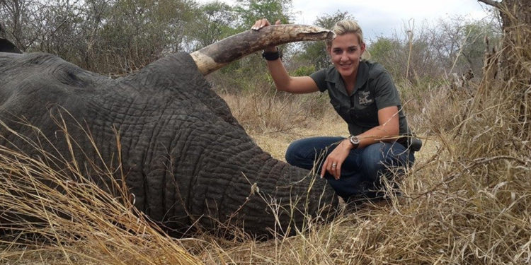 Zimbabwe : deux fois plus d’abattages d’éléphants en 2021