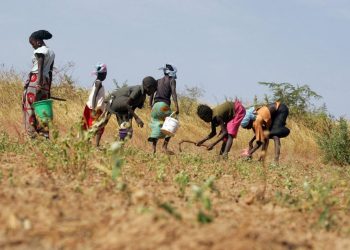 Afrique de l’Ouest : les paysans se mobilisent pour la biodiversité agricole