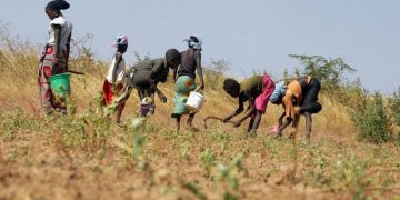 Afrique de l’Ouest : les paysans se mobilisent pour la biodiversité agricole