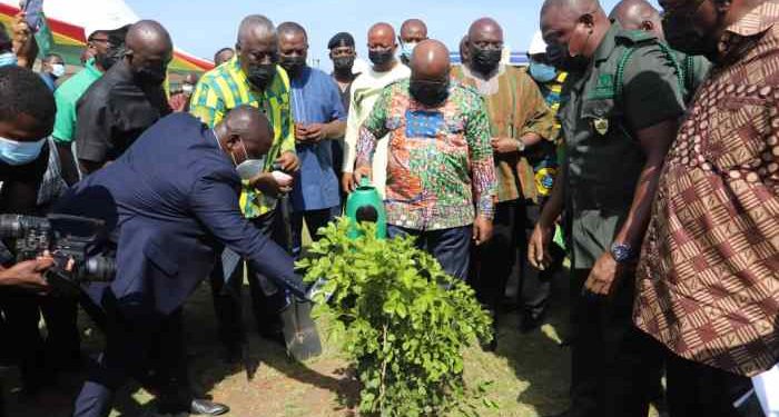 « Green Ghana », la campagne de reboisement mobilise le pays