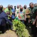 « Green Ghana », la campagne de reboisement mobilise le pays