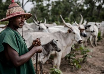 Tchad-RCA : Conflits ethniques pour du bétail ou reprise des hostilités ?