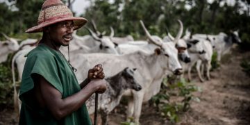 Tchad-RCA : Conflits ethniques pour du bétail ou reprise des hostilités ?