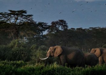 Le Kenya ne veut pas accueillir d’éléphants britanniques