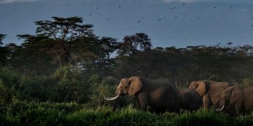 Le Kenya ne veut pas accueillir d’éléphants britanniques
