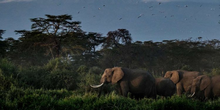 Le Kenya ne veut pas accueillir d’éléphants britanniques