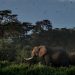 Le Kenya ne veut pas accueillir d’éléphants britanniques