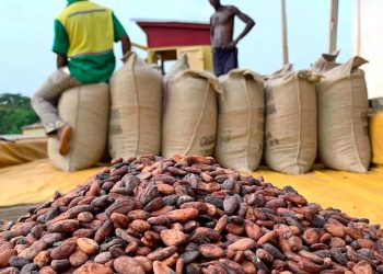Pourquoi l’industrie du cacao pourrait mettre fin à la déforestation en Afrique de l’Ouest