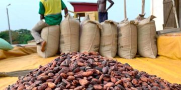 Pourquoi l’industrie du cacao pourrait mettre fin à la déforestation en Afrique de l’Ouest