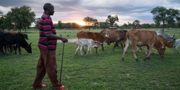 La nécessaire préservation des savoirs météorologiques traditionnels en Afrique