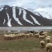 Conservation des espaces naturels : l’exemple marocain