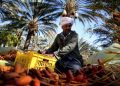 Dattes Tunisie