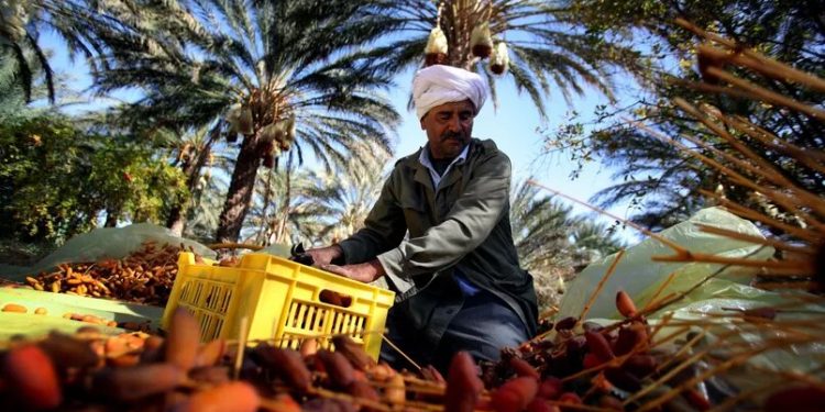 Dattes Tunisie