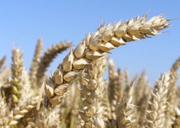 Le blé français n’est plus le bienvenu en Algérie