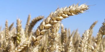 Le blé français n’est plus le bienvenu en Algérie