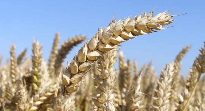 Le blé français n’est plus le bienvenu en Algérie