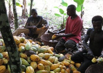 Côte d’Ivoire : le travail des enfants dans les cacaoyères, une fatalité ?